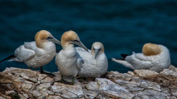 Bempton 20260626 144526-1