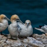 Bempton 20260626 144526-1
