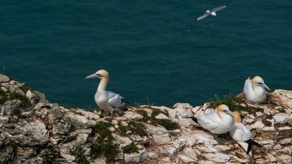 Bempton 20260626 144624 01-1