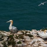 Bempton 20260626 144624 01-1