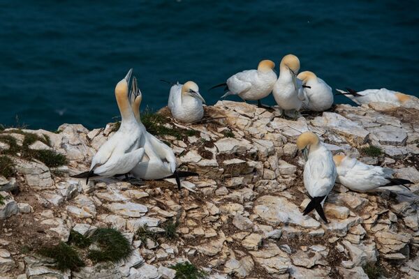Bempton 20260626 144730-1