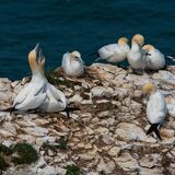 Bempton 20260626 144730-1