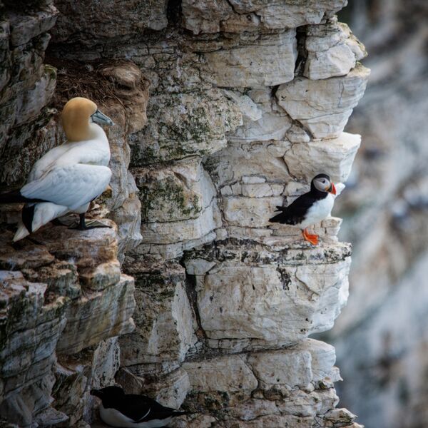 Bempton 20260626 150012-1