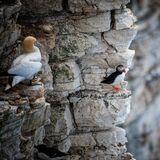 Bempton 20260626 150012-1
