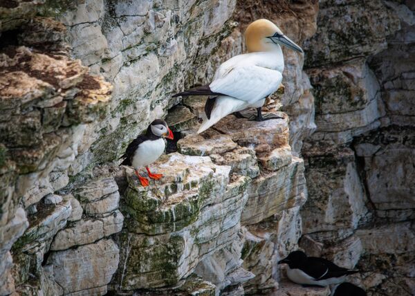 Bempton 20260626 150156-1