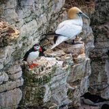 Bempton 20260626 150156-1