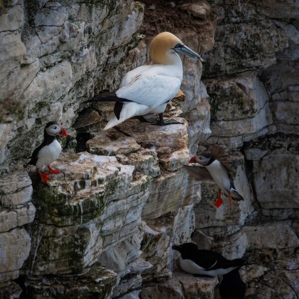 Bempton 20260626 150225-1