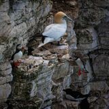Bempton 20260626 150225-1