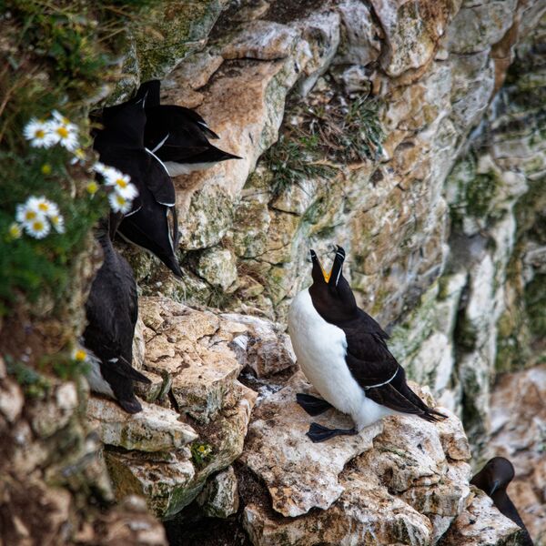 Bempton 20260626 151954-1