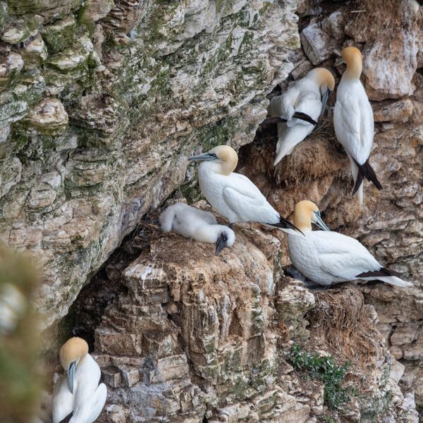 Bempton 20260626 152217-1