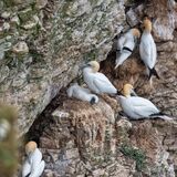 Bempton 20260626 152217-1