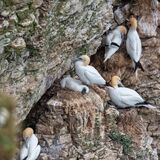 Bempton 20260626 152217-1