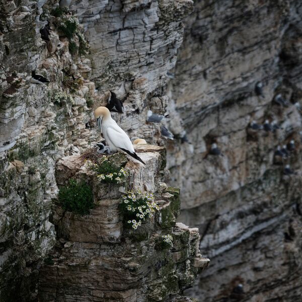 Bempton 20260626 152244-1
