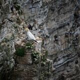 Bempton 20260626 152244-1