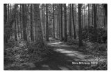 Tree Lined Alley 02