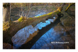 Fallen Tree 02