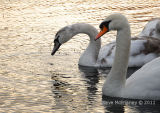 Swans on the Lake