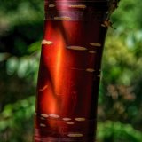 Copper_Birch_Bark