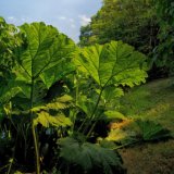 Gunnera manicata