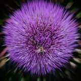 Honey Bees on Globe Artichoke_01