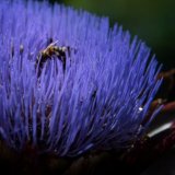 Honey Bees on Globe Artichoke_02