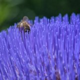 Honey Bees on Globe Artichoke_03