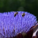 Honey Bees on Globe Artichoke_04