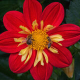 Harlow Carr 20220828 142145