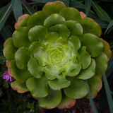 Harlow Carr 20220828 142424 01