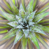 Harlow Carr 20220828 142449