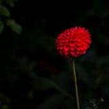 Harlow Carr 20220828 142808