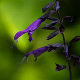 Harlow Carr 20220828 142904