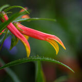 Harlow Carr 20220828 143001