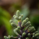 Harlow Carr 20220828 143611