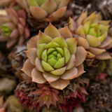 Harlow Carr 20220828 143839