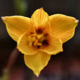 Harlow Carr 20220828 144205