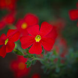 Harlow Carr 20220828 144312