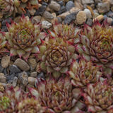 Harlow Carr 20220828 144542