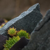 Harlow Carr 20220828 144658