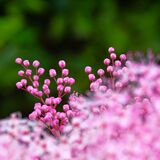 Harlow Carr 20240722 161249 copy