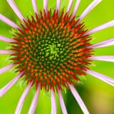 Harlow Carr 20240722 161518 copy