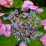 Harlow Carr 20240722 162445 copy