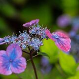 Harlow Carr 20240722 162550 copy