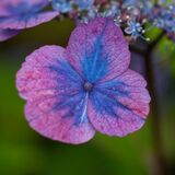 Harlow Carr 20240722 162602 copy