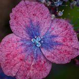 Harlow Carr 20240722 162626 copy