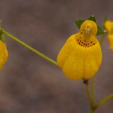 Harlow Carr 20240722 170501 copy