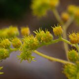 Harlow Carr 20240722 170555 copy