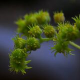 Harlow Carr 20240722 170557 copy