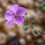 Harlow Carr 20240722 170651 copy