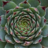 Harlow Carr 20240722 171109 copy